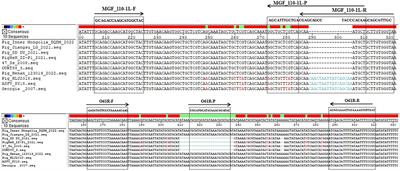 A duplex fluorescent quantitative PCR assay to distinguish the genotype I, II and I/II recombinant strains of African swine fever virus in China